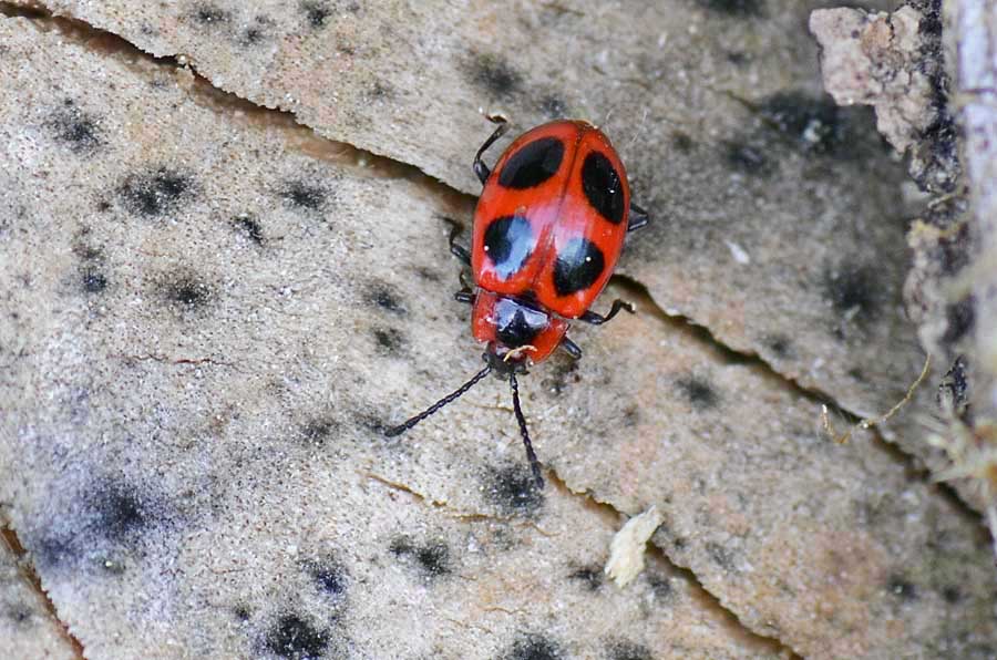 Endomychus coccineus?